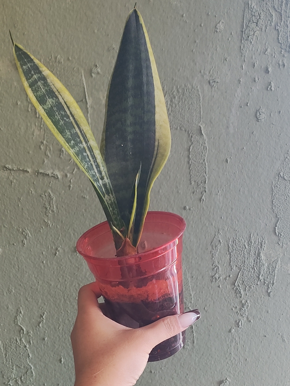 Snake Plant -live